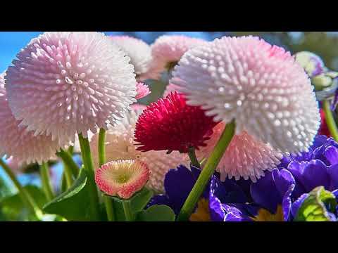 Flores como adorno: conoce cuáles son las más populares